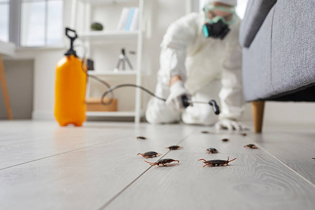 Post-Treatment Bed Bug Interceptor Monitoring in Bellville